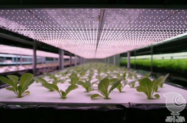 日本公司明年将开设生菜工厂，种菜的全都是机器人
